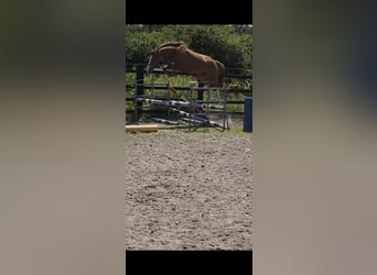 Caballo de deporte irlandés, Yegua, 3 años, 168 cm, Alazán-tostado