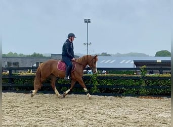 Caballo de deporte irlandés, Yegua, 4 años, 138 cm, Alazán-tostado