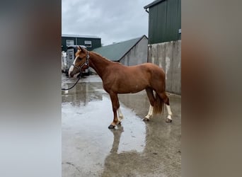 Caballo de deporte irlandés, Yegua, 4 años, 138 cm, Alazán-tostado