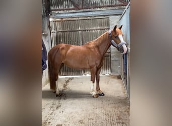 Caballo de deporte irlandés, Yegua, 4 años, 138 cm, Alazán-tostado