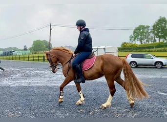 Caballo de deporte irlandés, Yegua, 4 años, 138 cm, Alazán-tostado