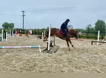 Caballo de deporte irlandés, Yegua, 4 años, 138 cm, Alazán-tostado