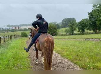 Caballo de deporte irlandés, Yegua, 4 años, 138 cm, Alazán-tostado