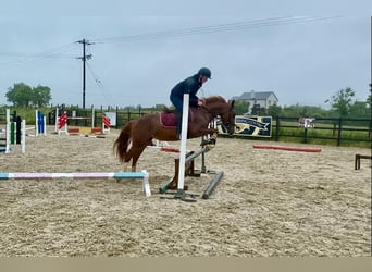 Caballo de deporte irlandés, Yegua, 4 años, 138 cm, Alazán-tostado