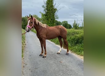 Caballo de deporte irlandés, Yegua, 4 años, 148 cm, Alazán-tostado