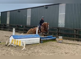 Caballo de deporte irlandés, Yegua, 4 años, 148 cm, Alazán-tostado