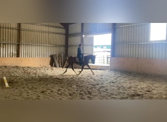 Caballo de deporte irlandés, Yegua, 4 años, 148 cm, Alazán-tostado