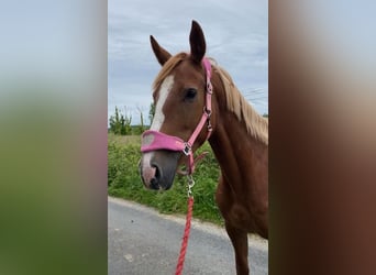 Caballo de deporte irlandés, Yegua, 4 años, 148 cm, Alazán-tostado