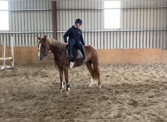 Caballo de deporte irlandés, Yegua, 4 años, 148 cm, Alazán-tostado