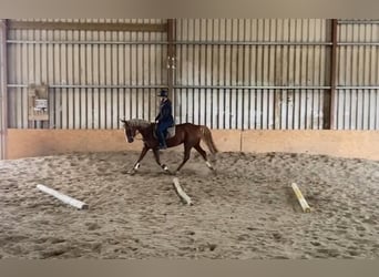 Caballo de deporte irlandés, Yegua, 4 años, 148 cm, Alazán-tostado