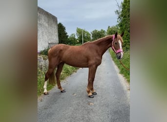 Caballo de deporte irlandés, Yegua, 4 años, 148 cm, Alazán-tostado