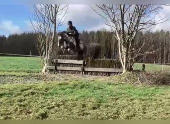 Caballo de deporte irlandés, Yegua, 4 años, 152 cm