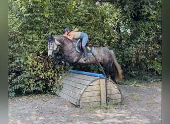 Caballo de deporte irlandés, Yegua, 4 años, 155 cm, Tordo rodado