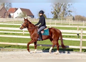 Caballo de deporte irlandés, Yegua, 4 años, 156 cm, Alazán rojizo