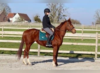 Caballo de deporte irlandés, Yegua, 4 años, 156 cm, Alazán rojizo