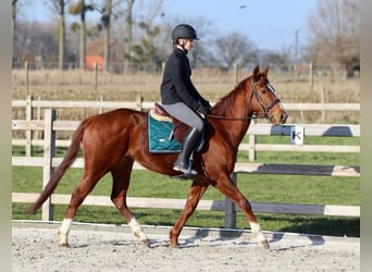 Caballo de deporte irlandés, Yegua, 4 años, 156 cm, Alazán rojizo