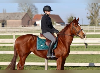 Caballo de deporte irlandés, Yegua, 4 años, 156 cm, Alazán rojizo