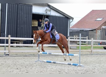 Caballo de deporte irlandés, Yegua, 4 años, 156 cm, Alazán rojizo