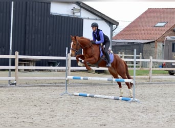 Caballo de deporte irlandés, Yegua, 4 años, 156 cm, Alazán rojizo