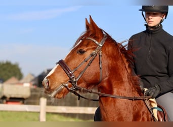 Caballo de deporte irlandés, Yegua, 4 años, 156 cm, Alazán rojizo