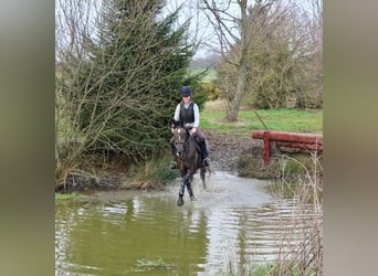 Caballo de deporte irlandés, Yegua, 4 años, 157 cm, Musgo marrón