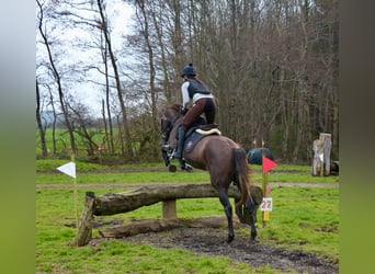 Caballo de deporte irlandés, Yegua, 4 años, 157 cm, Musgo marrón