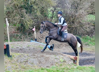 Caballo de deporte irlandés, Yegua, 4 años, 157 cm, Musgo marrón