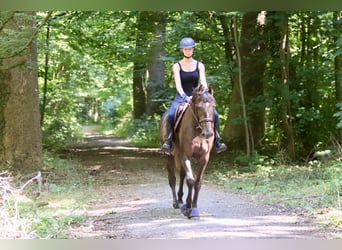 Caballo de deporte irlandés, Yegua, 4 años, 157 cm, Musgo marrón