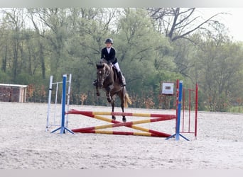 Caballo de deporte irlandés, Yegua, 4 años, 157 cm, Musgo marrón