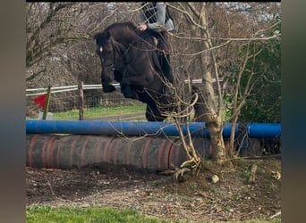 Caballo de deporte irlandés, Yegua, 4 años, 157 cm, Musgo marrón