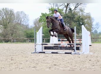 Caballo de deporte irlandés, Yegua, 4 años, 157 cm, Musgo marrón