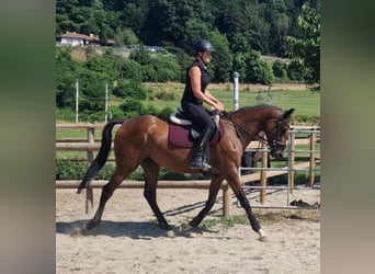 Caballo de deporte irlandés, Yegua, 4 años, 158 cm, Castaño