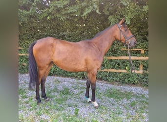 Caballo de deporte irlandés, Yegua, 4 años, 158 cm, Castaño