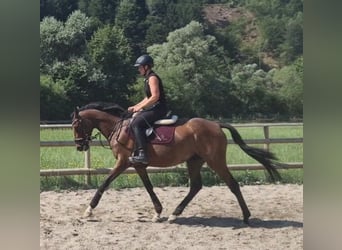 Caballo de deporte irlandés, Yegua, 4 años, 158 cm, Castaño