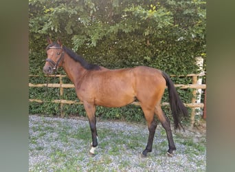 Caballo de deporte irlandés, Yegua, 4 años, 158 cm, Castaño