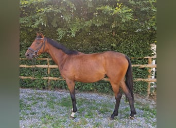 Caballo de deporte irlandés, Yegua, 4 años, 158 cm, Castaño