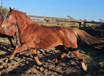 Caballo de deporte irlandés, Yegua, 4 años, 160 cm