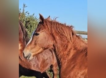 Caballo de deporte irlandés, Yegua, 4 años, 160 cm