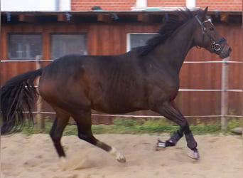 Caballo de deporte irlandés, Yegua, 4 años, 160 cm, Castaño