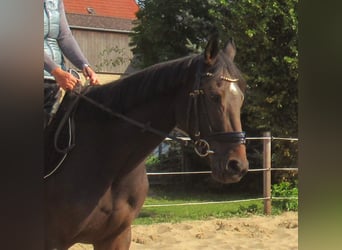 Caballo de deporte irlandés, Yegua, 4 años, 160 cm, Castaño oscuro
