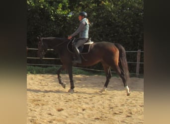 Caballo de deporte irlandés, Yegua, 4 años, 160 cm, Castaño oscuro