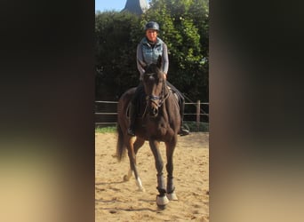 Caballo de deporte irlandés, Yegua, 4 años, 160 cm, Castaño oscuro