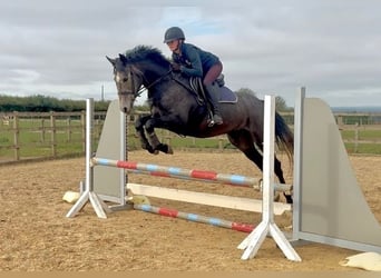 Caballo de deporte irlandés, Yegua, 4 años, 160 cm, Tordo