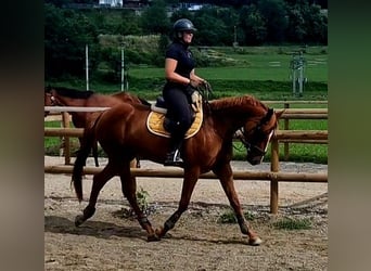 Caballo de deporte irlandés, Yegua, 4 años, 162 cm, Alazán