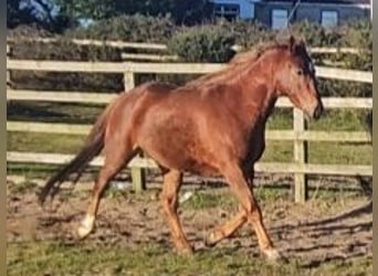 Caballo de deporte irlandés, Yegua, 4 años, 162 cm, Alazán-tostado