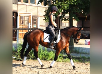 Caballo de deporte irlandés Mestizo, Yegua, 4 años, 162 cm