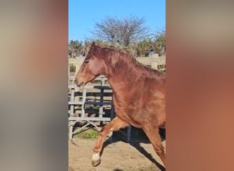 Caballo de deporte irlandés, Yegua, 4 años, 162 cm