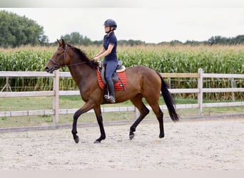 Caballo de deporte irlandés, Yegua, 4 años, 162 cm, Castaño