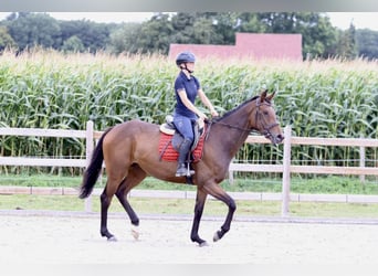Caballo de deporte irlandés, Yegua, 4 años, 162 cm, Castaño