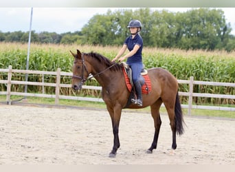 Caballo de deporte irlandés, Yegua, 4 años, 162 cm, Castaño